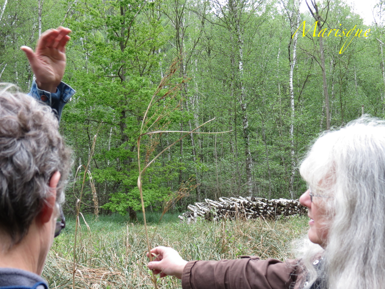 Cladium mariscus 4039t